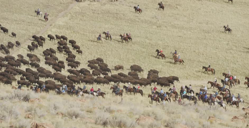 Cowboys riding horses herd cattle through the plains