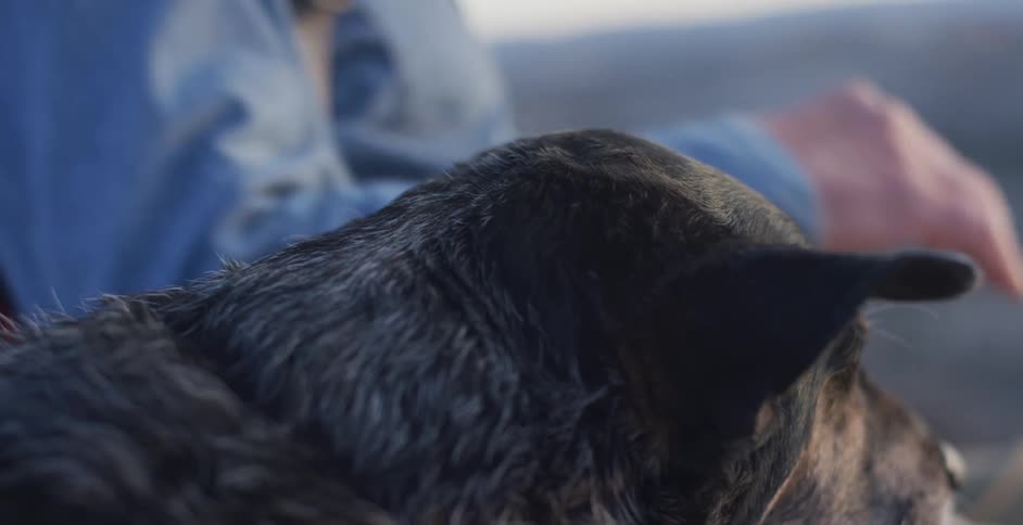 A man pets his large dog as they sit outside and look at their surroundings