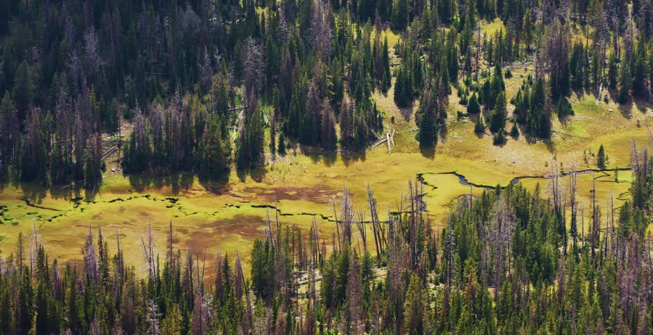 A forest with trees with a small stream in between