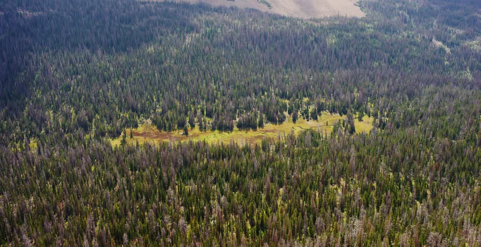 A landscape of trees is displayed