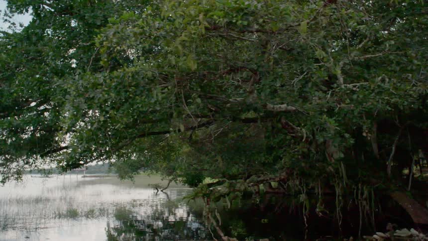 Dense trees hang over a riverbank