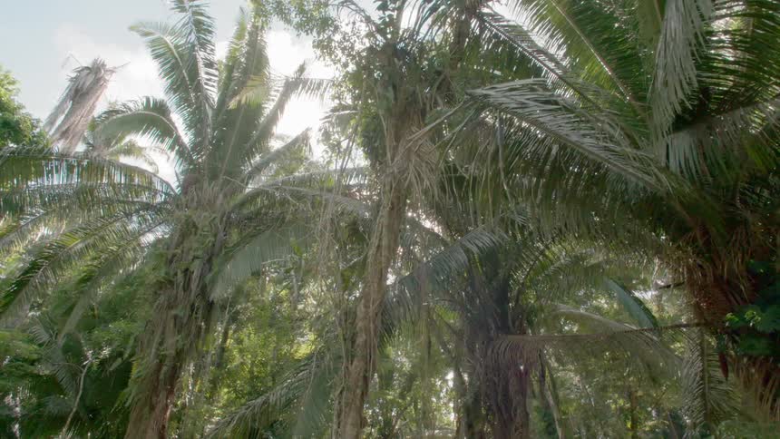 Palm trees on a tropical area under the sun on a clear day
