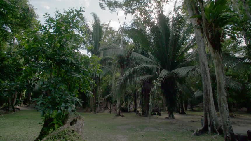 Palm trees and other plants in a tropical forest