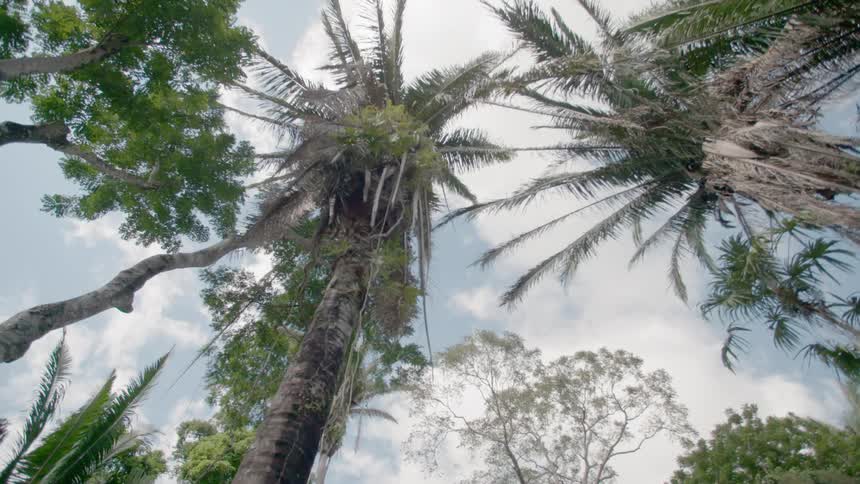 Palm trees tower into the sky in a forest