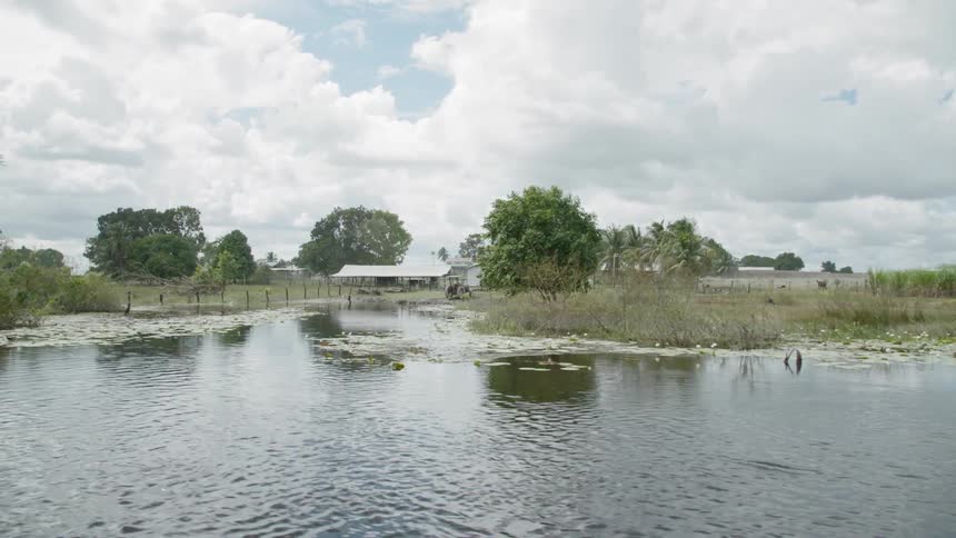 A murky marsh on a sunny day
