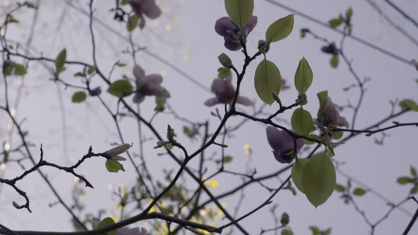 Quiet Spring Moment as Leaves and Flowers Move in the Breeze.