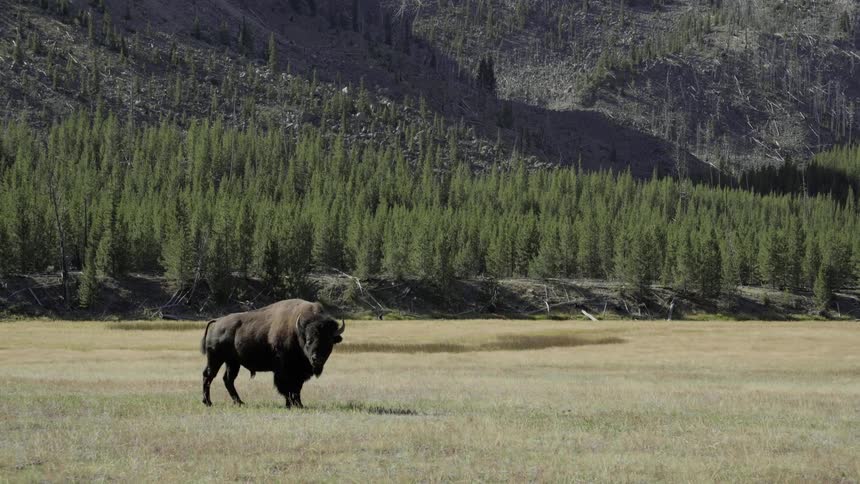 Lone bison standing in dry grass on a pasture in the wilderness