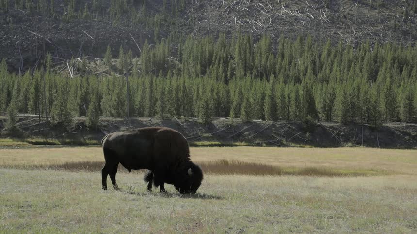 A buffalo is grazing on the grass