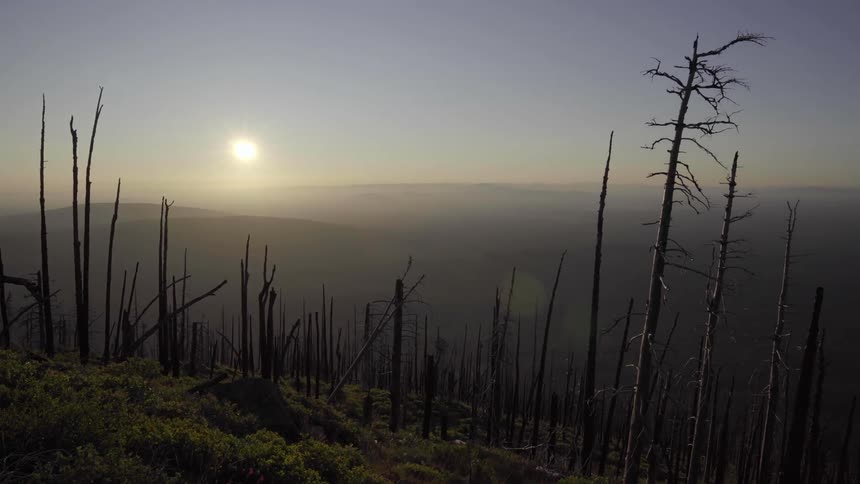 Dead trees cover a hillside