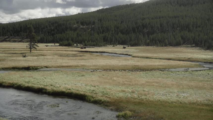 The swamp is green near the hills
