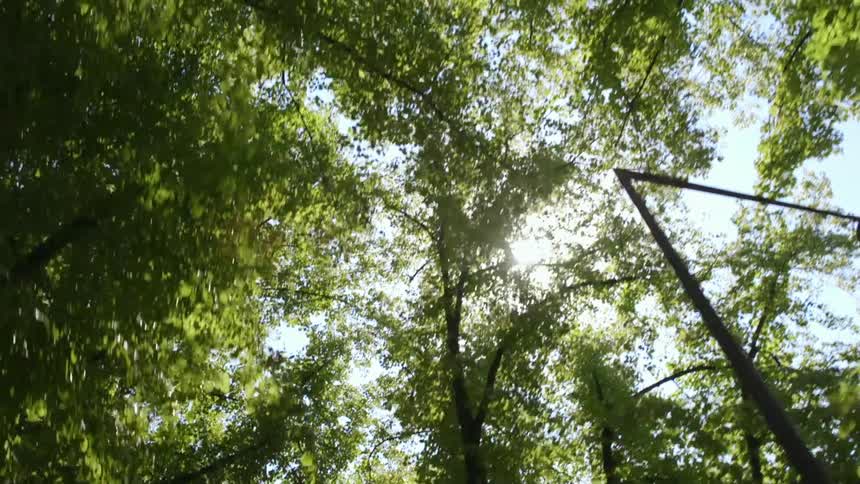 Worms eye view of trees in spring with sun flare