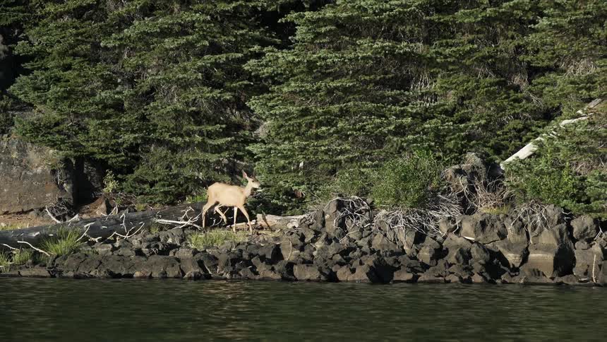 A deer walking along a rocky river bank steps over a log