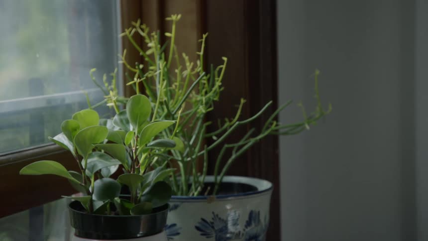 Two green plants sit next to the window