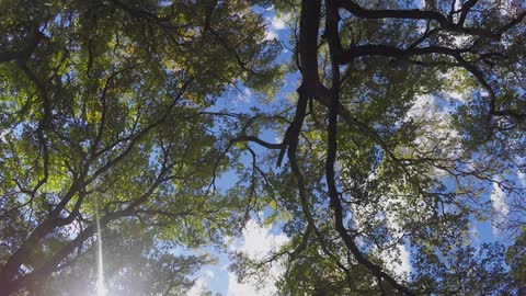 Time lapse of clouds passing over the top of trees