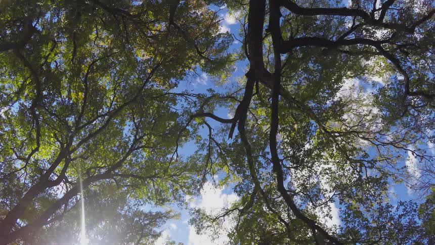 Time lapse of clouds passing over the top of trees