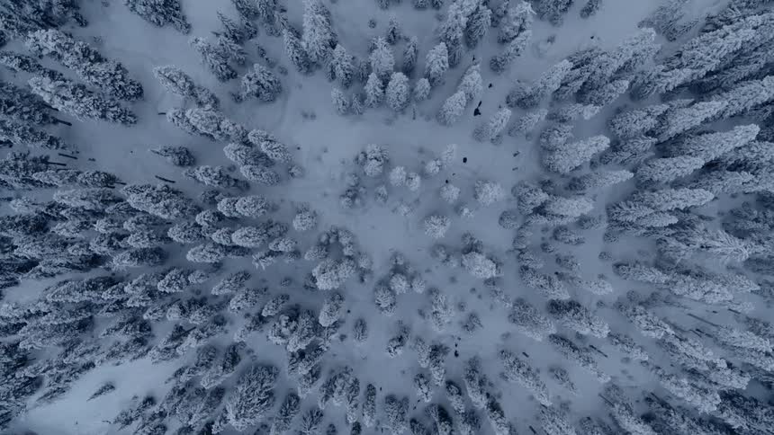 Birds eye view of frosty trees along a steep mountainside