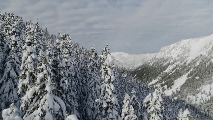 Flying just above snow covered tree tops on a steep mountain slope