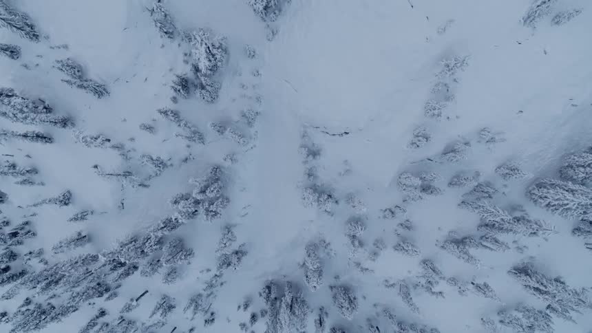 Looking down at avalanche chutes and snow covered fir trees on a mountain slope