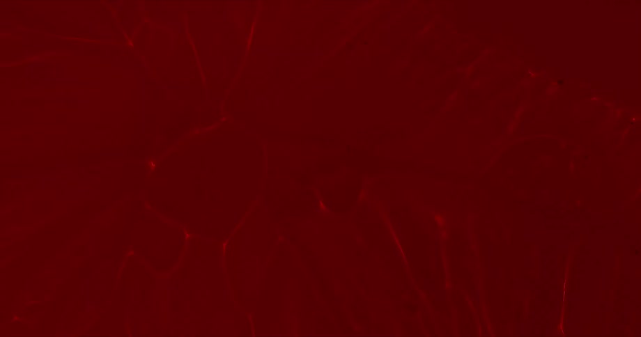 Red liquid fills in the scratches in the surface