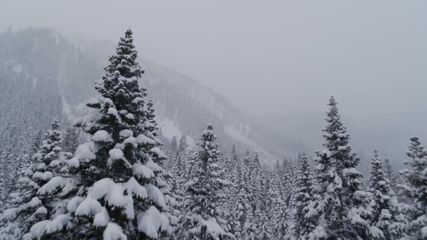 Flying through the tops of snowy fir trees to reveal a mist shrouded mountain forest