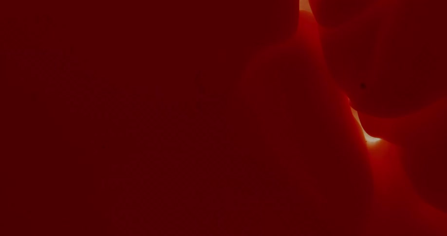 Orange blobs move against each other