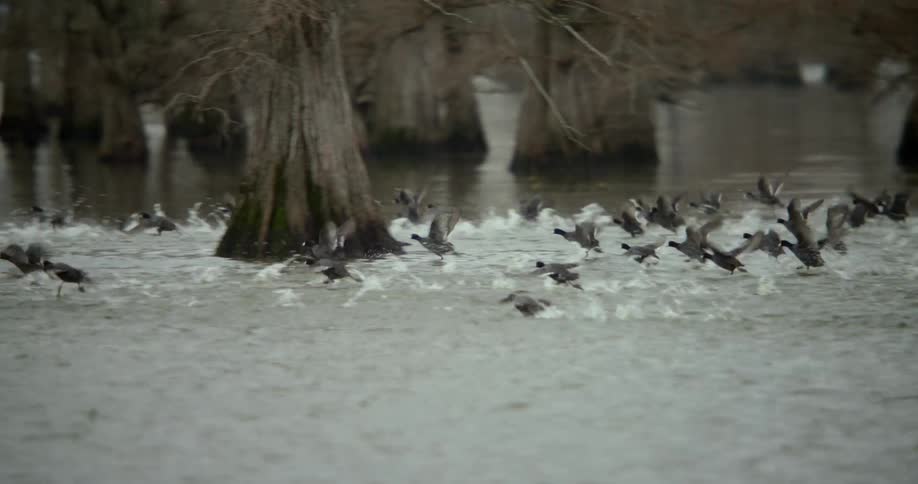 Ducks runs across the water flapping their wings