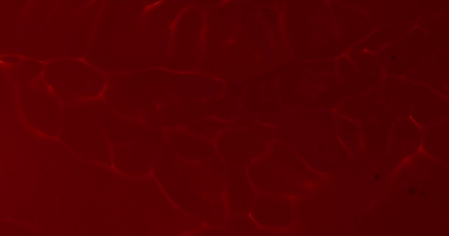 A dark burgundy substance flows and cracks letting through bits of light