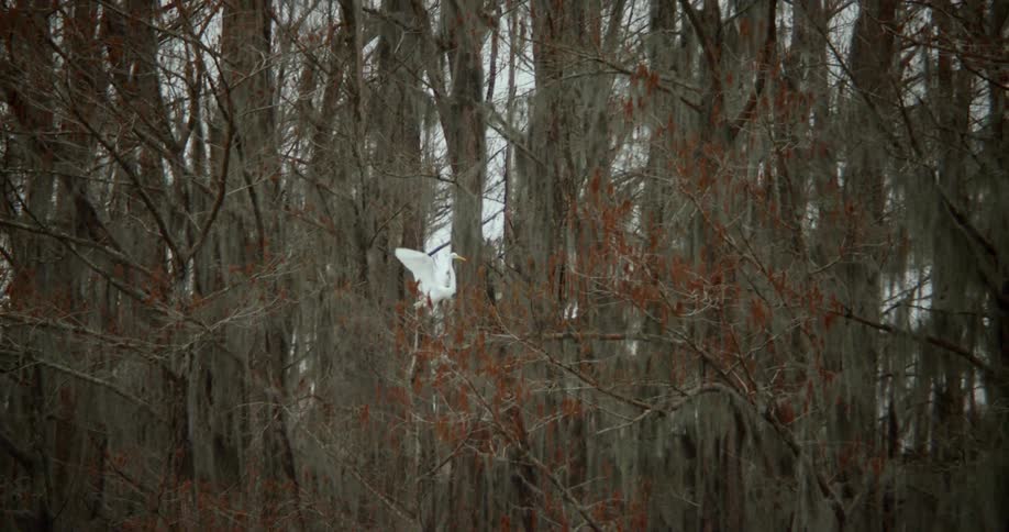 White stork flies through trees and lands on a branch