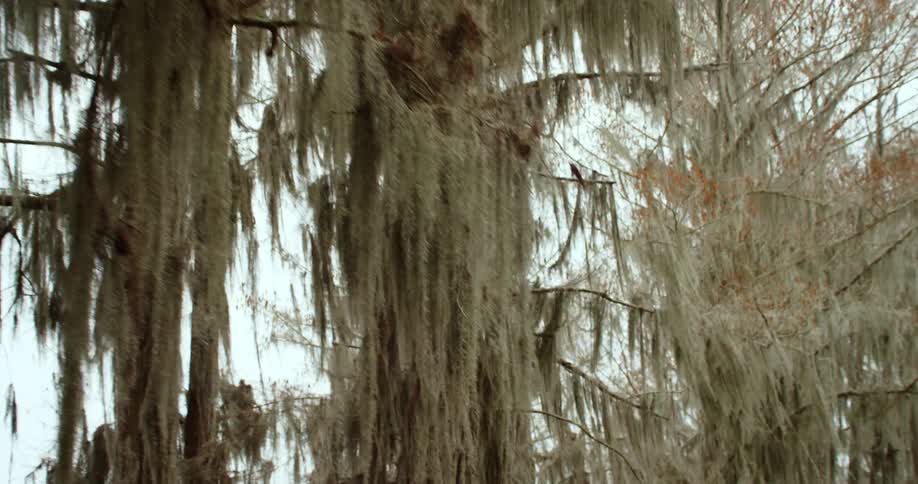 Trees with leaves that hang down from branches in a forest