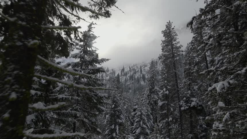Ascending through a snow covered ponderosa pine tree forest