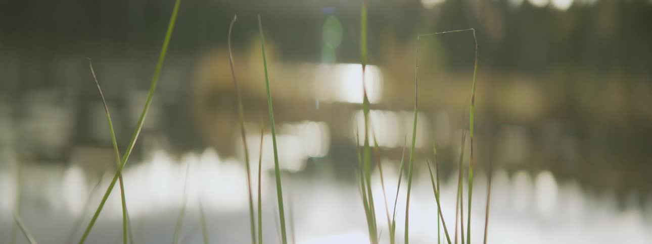Tall blades of grass in front of blurred background