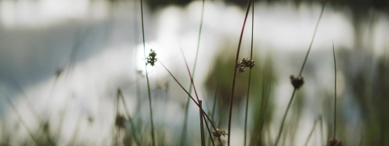 Grass and dried flowers in the breeze off a lake