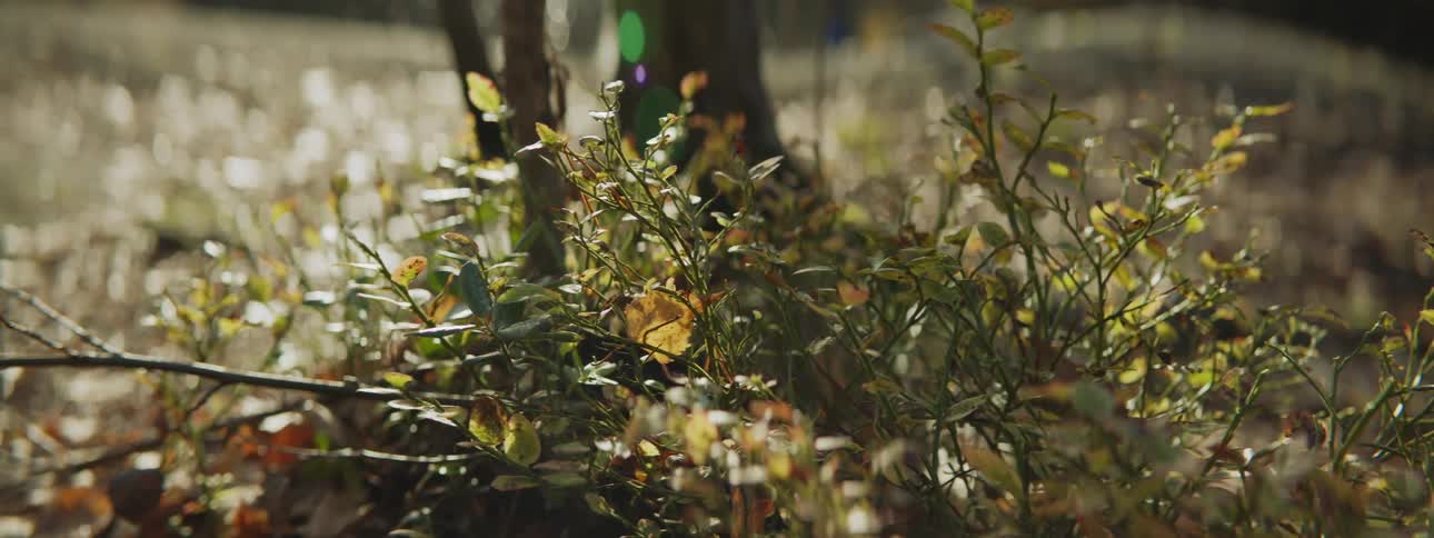 Small green bush outdoors at sunset