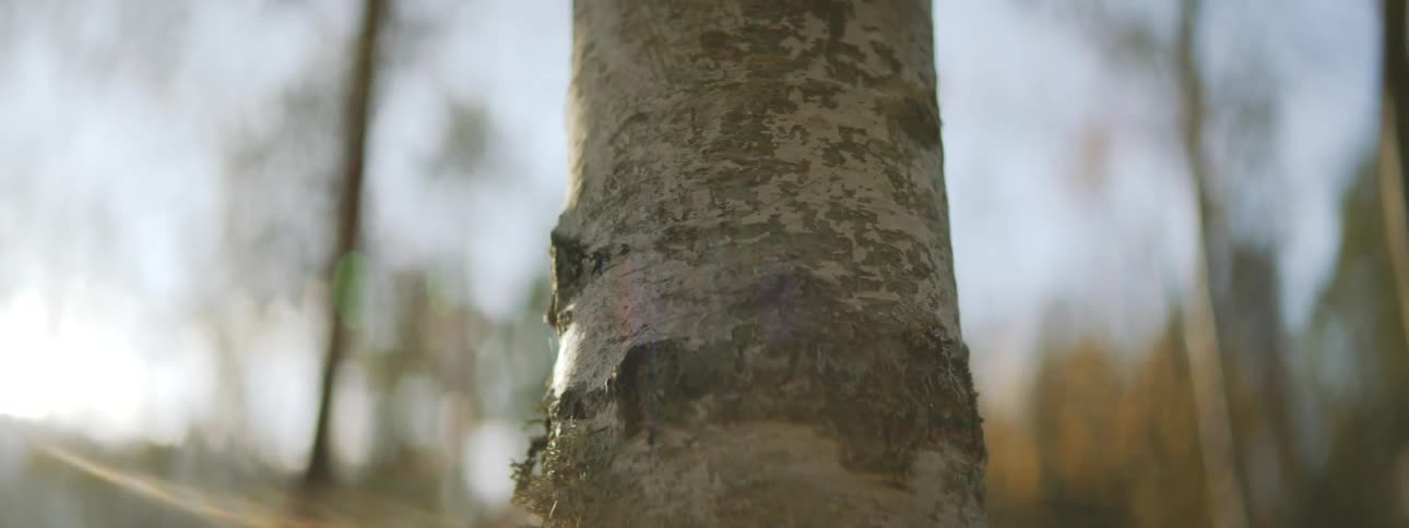 A birch tree with peeling white bark in a sparse forest