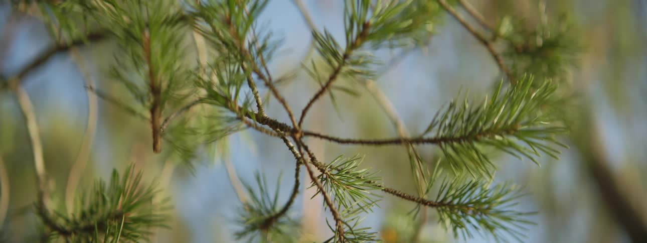 Close up of pine needles swaying in the breeze outdoors