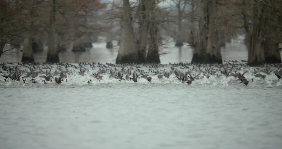 A flock of birds in a swamp run and fly across the water