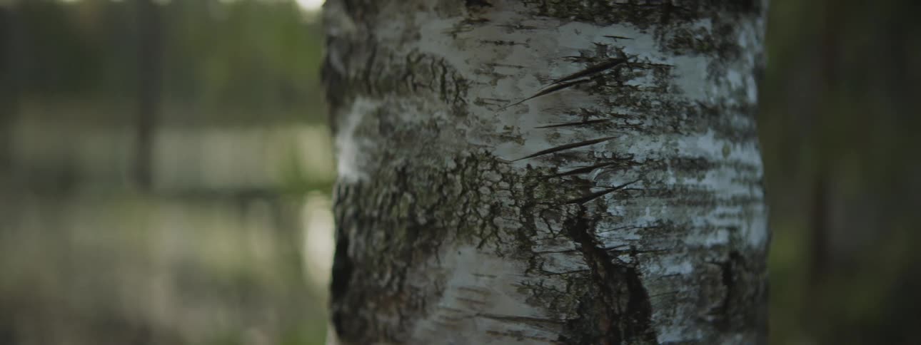 Several scratches are visible on the trunk of a tree in a forested area