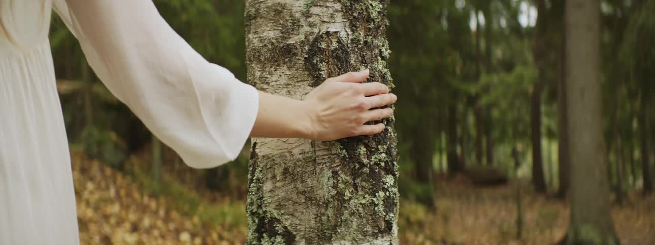 Woman in white dress reaches out to run hand across bark of birch tree