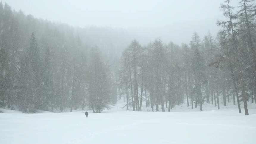 Man walking out of a snow covered pine forest while snowing