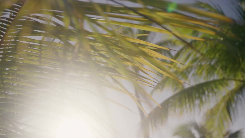 Palm trees with the sky and the sun in the background