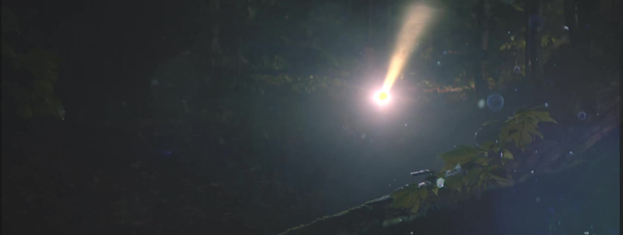 A boy in the woods at night with a flashlight and in the foreground a tree trunk with a luminescent blue substance on it