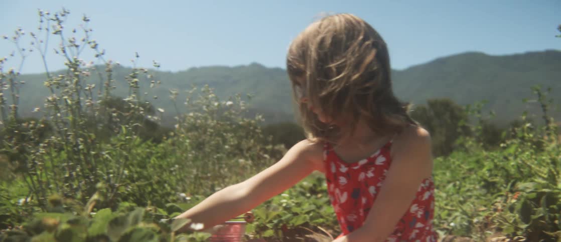 A little girl carrying a buckets sits down in a field and picks strawberries