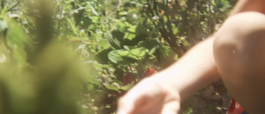 Someone harvesting strawberries