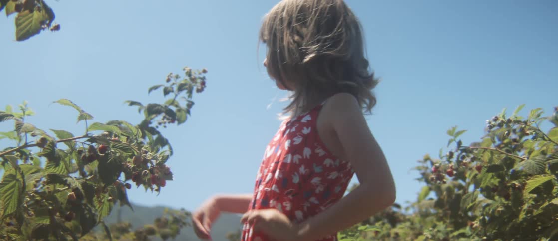 Children walk through an orchard and gather fruit