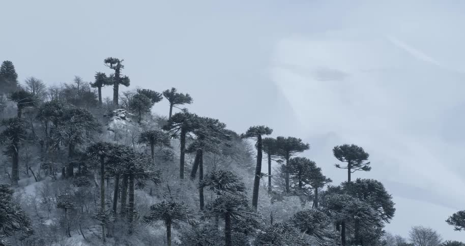 Aerial of trees on a slope with a big mountain behind