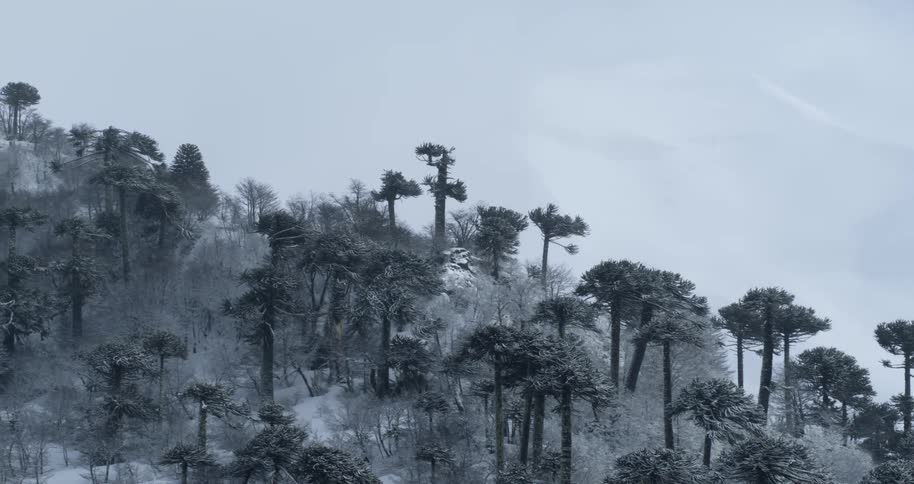 Aerial as trees stand on the snow covered slope of a hill