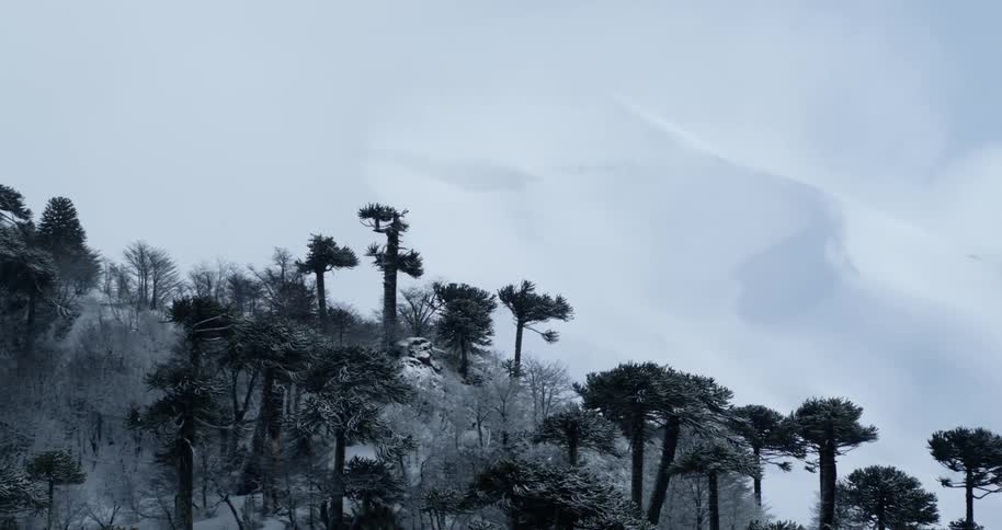 Aerial of a winter forest with huge mountain beyond