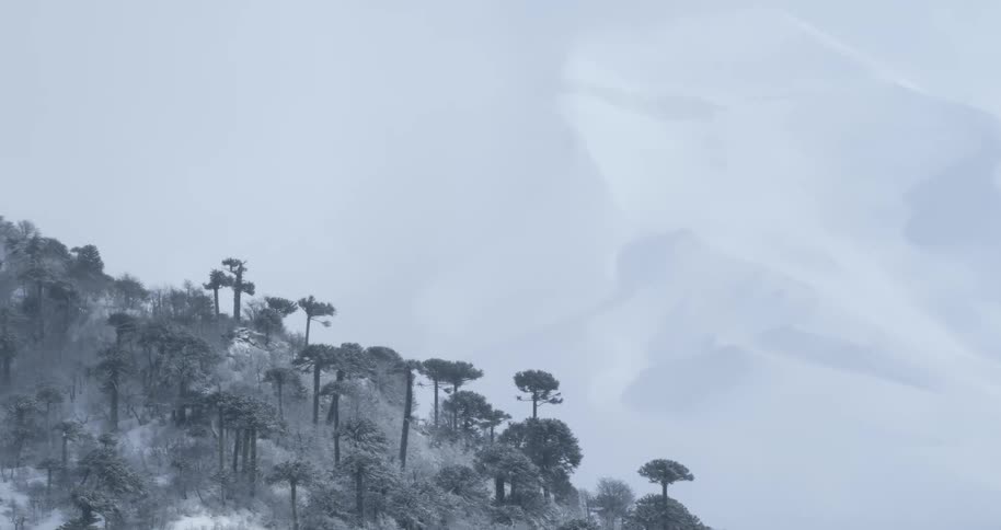 Aerial of trees in front of a surreal huge misty mountain