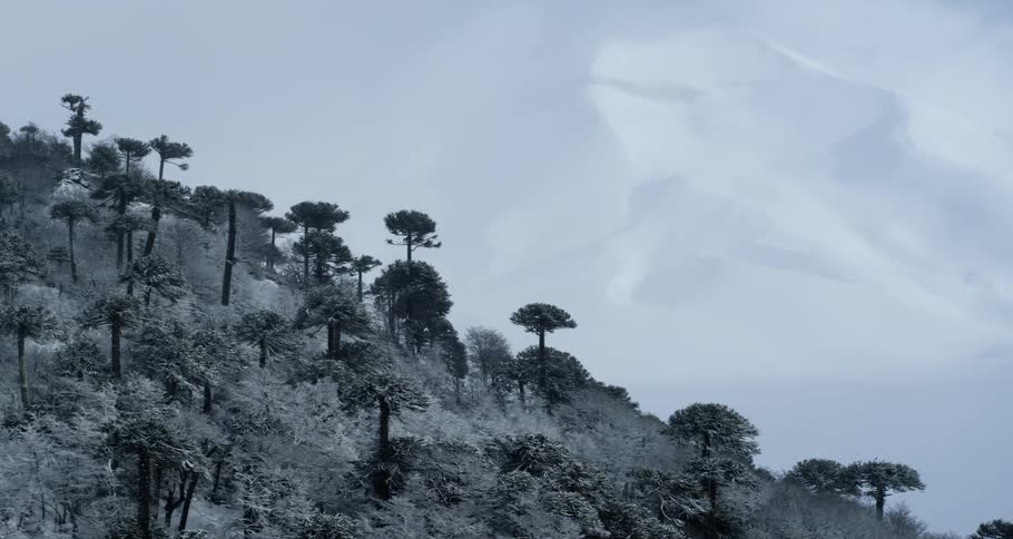 Aerial of frosted winter trees with a huge mountain beyond