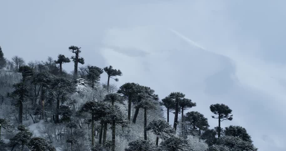 Aerial push over winter trees with a huge mountain beyond
